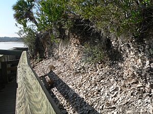 Spanish Mount (Edisto Beach SP) from boardwalk