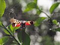 Spotted Lanternfly in Web