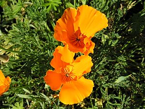 Strybing Arboretum - Flower7