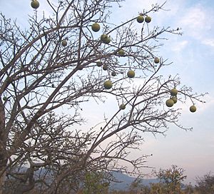 Strychnos spinosa tree.jpg