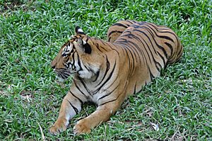 Sumatran tiger (11931767735)