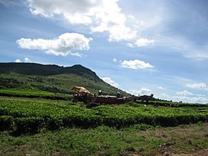 Tea plantation near Mulanje