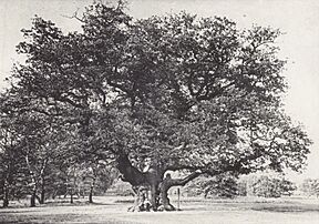 The Major Oak c. 1890.jpg