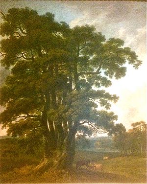 The Severn Sisters oak in Welbeck Park