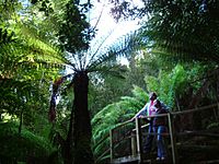Tree fern bridge, Huon Bush Retreats, Mount Misery, Huon Valley, Tasmania