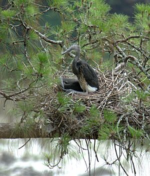 White-bellied Heron Ardea insignis nest by Dr. Raju Kasambe (3)