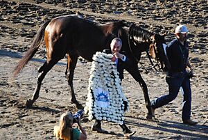 Winners blanket for the Belmont Stakes