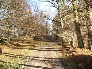 Woodland - Plashetts - geograph.org.uk - 1613503