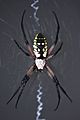 Writing Spider (Argiope aurantia)
