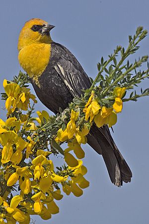 Yellow headed blackbird - natures pics
