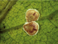 8-Protopulvinaria-pyriformis-Coccidae-Credit-Giuseppina-Pellizzari
