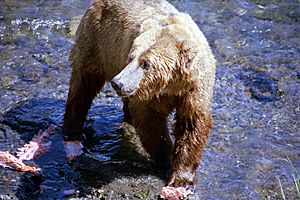 A054, Katmai National Park, Brooks Falls, Alaska, USA, bear and salmon, 2002