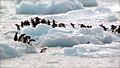 Adélie penguins in Antarctica, Antarctic Peninsula