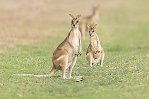 Agile Wallaby pair - East Point Reserve.jpg