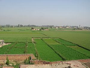 Agriculture in Punjab India