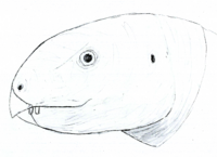 Albalophosaurus LM.png