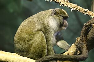 Allens swamp monkey