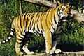 Amur or Siberian tiger (Panthera tigris altaica), Tierpark Hagenbeck, Hamburg, Germany - 20070514
