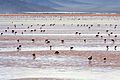 Andean Flamingos Laguna Colorada Bolivia Luca Galuzzi 2006