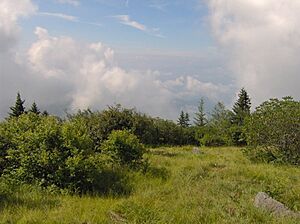 Andrews-bald-south