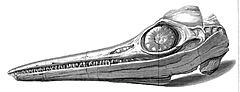 AnningIchthyosaurSkull