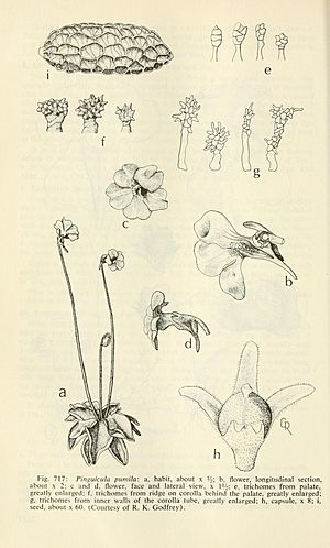 Aquatic and wetland plants of southwestern United States (Page 1524) BHL3347988.jpg