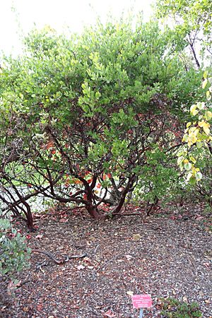Arctostaphylos hispidula - Regional Parks Botanic Garden, Berkeley, CA - DSC04377.JPG