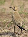 Australian Pratincole - Fogg Dam - Middle Point - Northern Territory - Australia