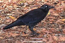 a black bird in leaf litter