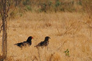 Bateleur (young and adult) at Savuti - Botswana - panoramio