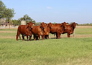 Beefmaster Females