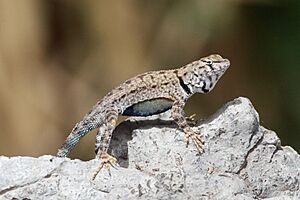 Big Bend Canyon Lizard - Flickr - GregTheBusker (2).jpg