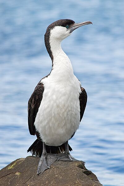 Black faced cormorant