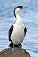 Black faced cormorant