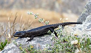 Black girdled lizard 2