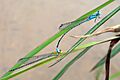 Blue Grass Dartlet (Pseudagrion microcephalum) Mating (19652922464)