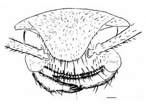 Boltonimecia canadensis fig 2 B - Borysenko bioRxiv preprint 2016