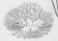 Botanical Magazine 5286 Verticordia nitens (detail)