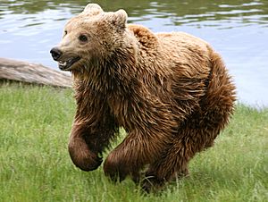 Brown bear (Ursus arctos arctos) running