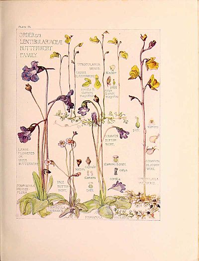 Butterwort-Family-Harriet-Adams