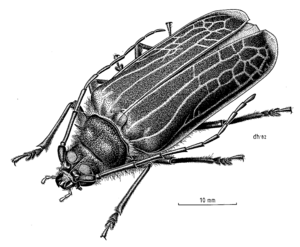 COLE Cerambycidae Prionoplus reticularis 1.png