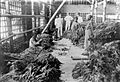 COLLECTIE TROPENMUSEUM Sortering van krossok (gedroogde tabaksbladeren) Java TMnr 10011707