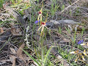 Caladenia longiclavata (habit)