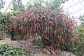 Callistemon Phoeniceus @ National Botanic Garden Of Wales (3706147131)