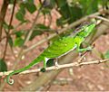 The chameleon on a branch