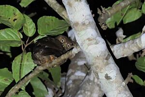 Camiguin Hawk-owl.jpg