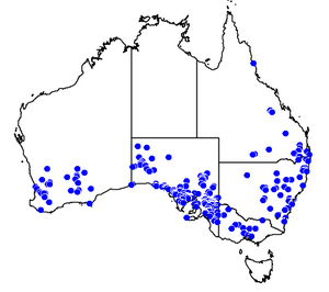 Map of Australia showing the range of C. nigriceps.