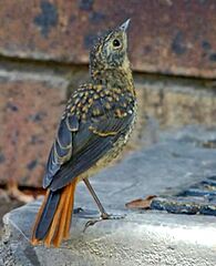 Cape Robin-Chat (Cossypha caffra), b