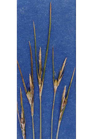 Carexmulticaulis.jpg