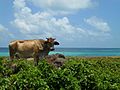Caribbean Cow